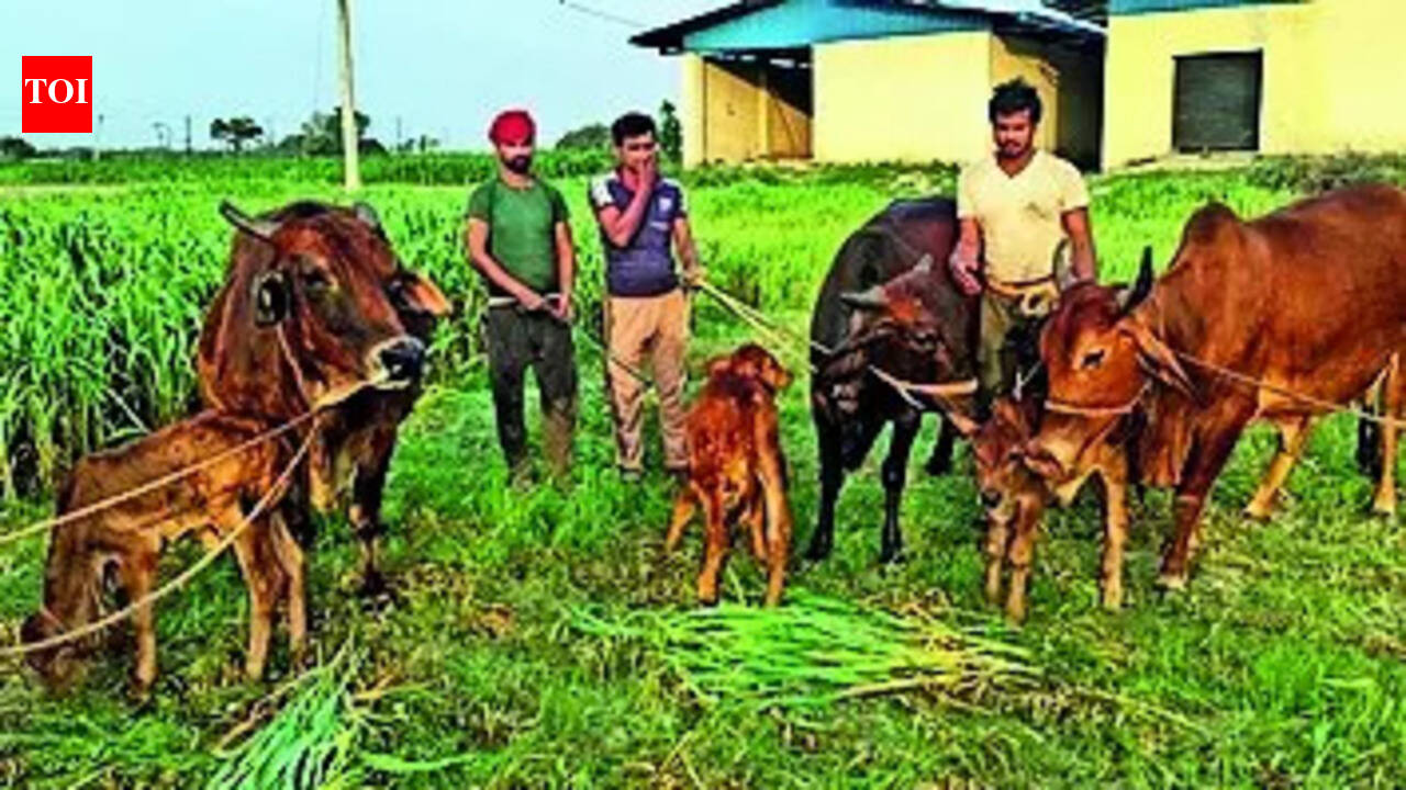 RPCAU scientists produce state’s first Sahiwal calves using IVF technology