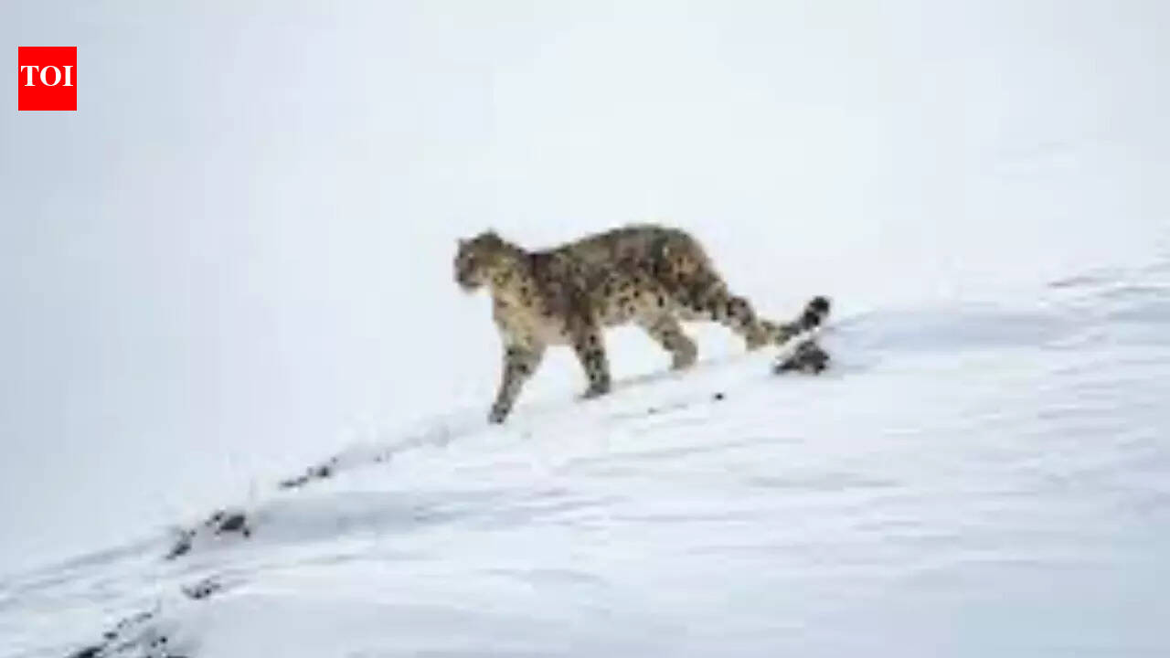 High-altitude unit spawned by Pahalgam attack, trained by AP’s Greyhounds