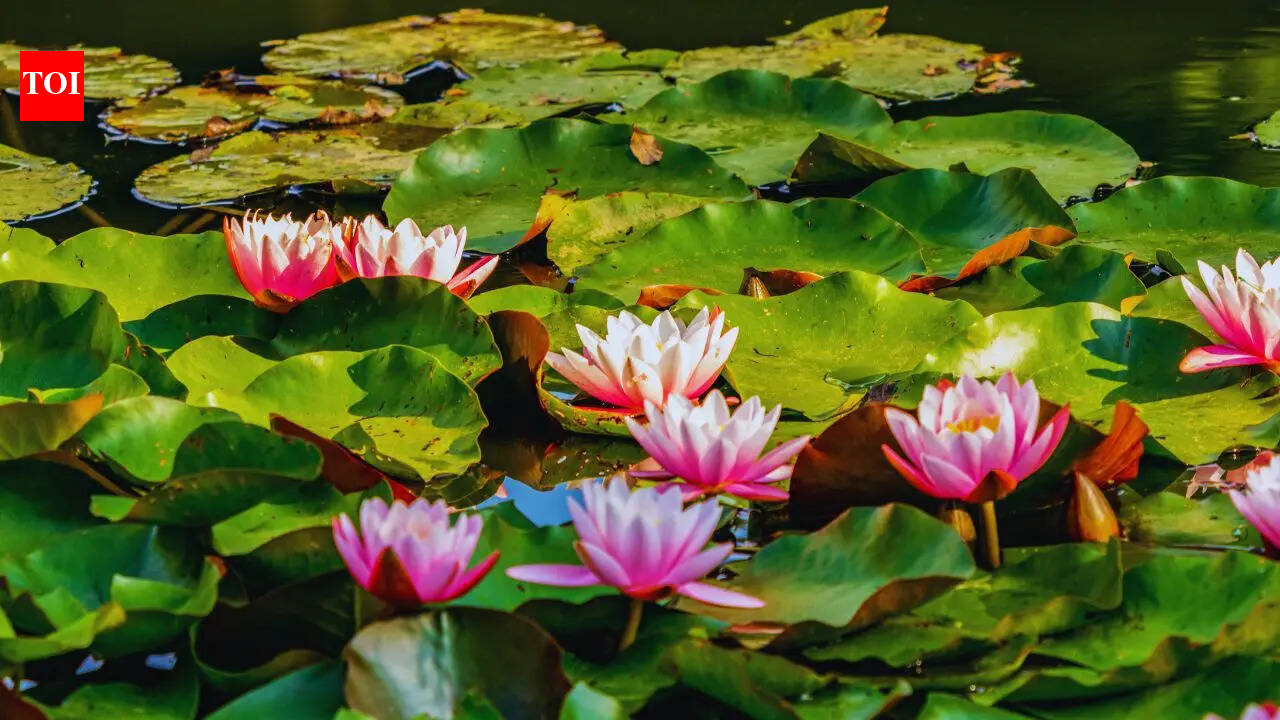 5 sacred flowers of Goddess Lakshmi you must grow at home to attract wealth and prosperity