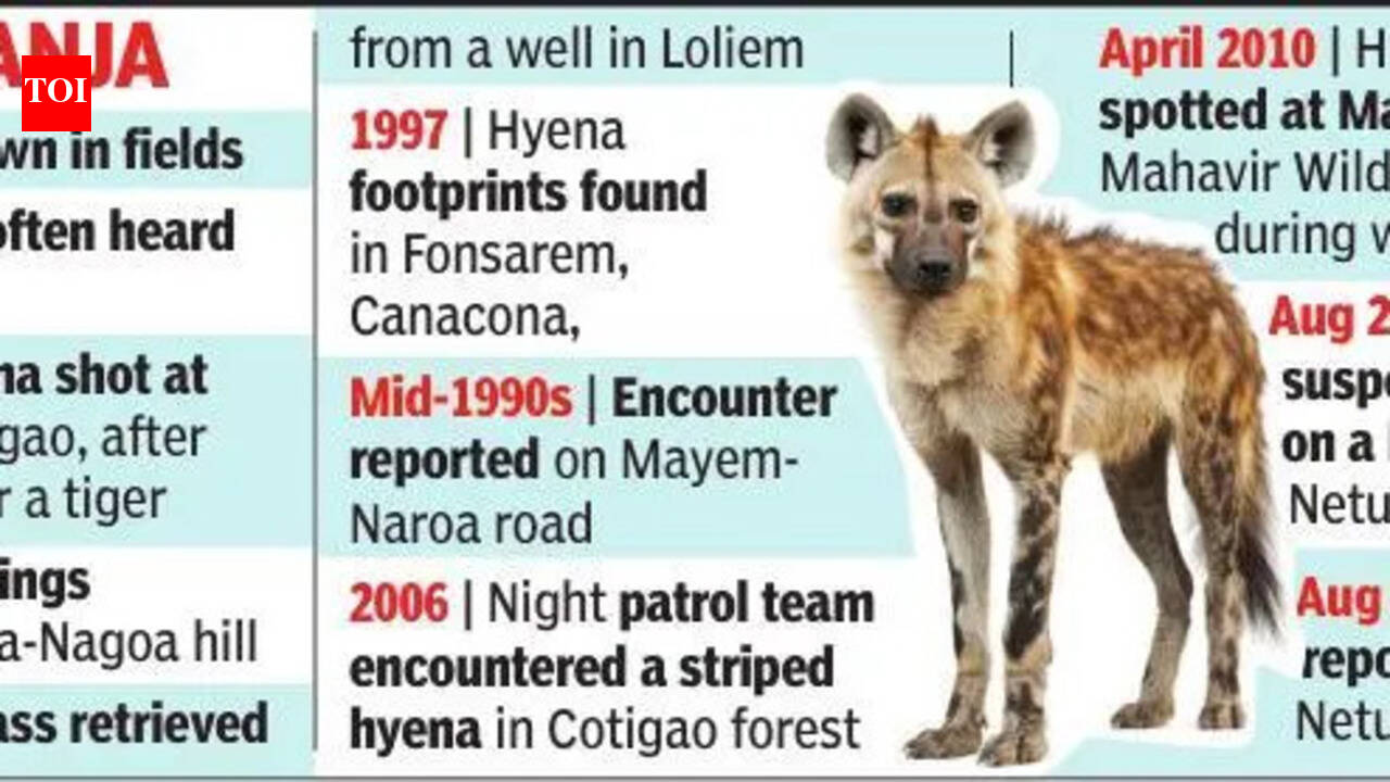 Silence of the striped hyena: Greens in state seek survey of fading status