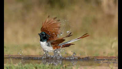 Waterholes dry in Junnar forest division, wildlife pushed towards human settlements