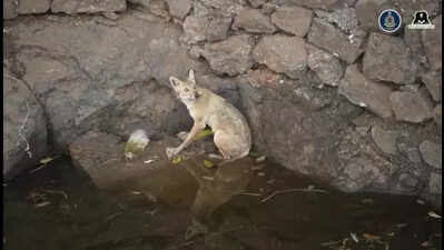 Jackal rescued, but open wells remain danger to wildlife