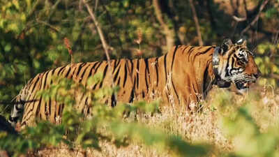 Collared tiger dies due to poisonous fodder in Madhya Pradesh, 4 villagers arrested
