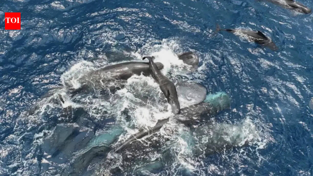 Rare sperm whale birth captured on camera: Female whales unite to protect newborn in extraordinary ocean moment | Watch