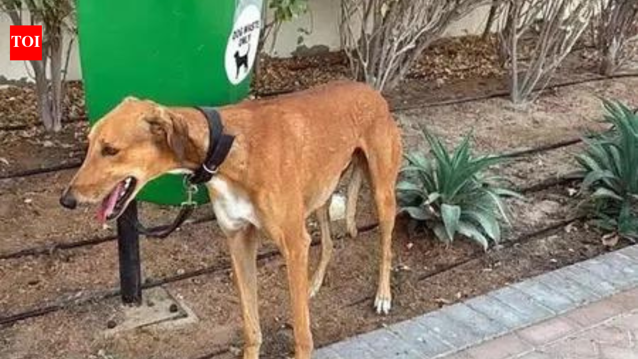 Delhi civic fines set for overhaul; fines for dogs without leash set at Rs 1,000