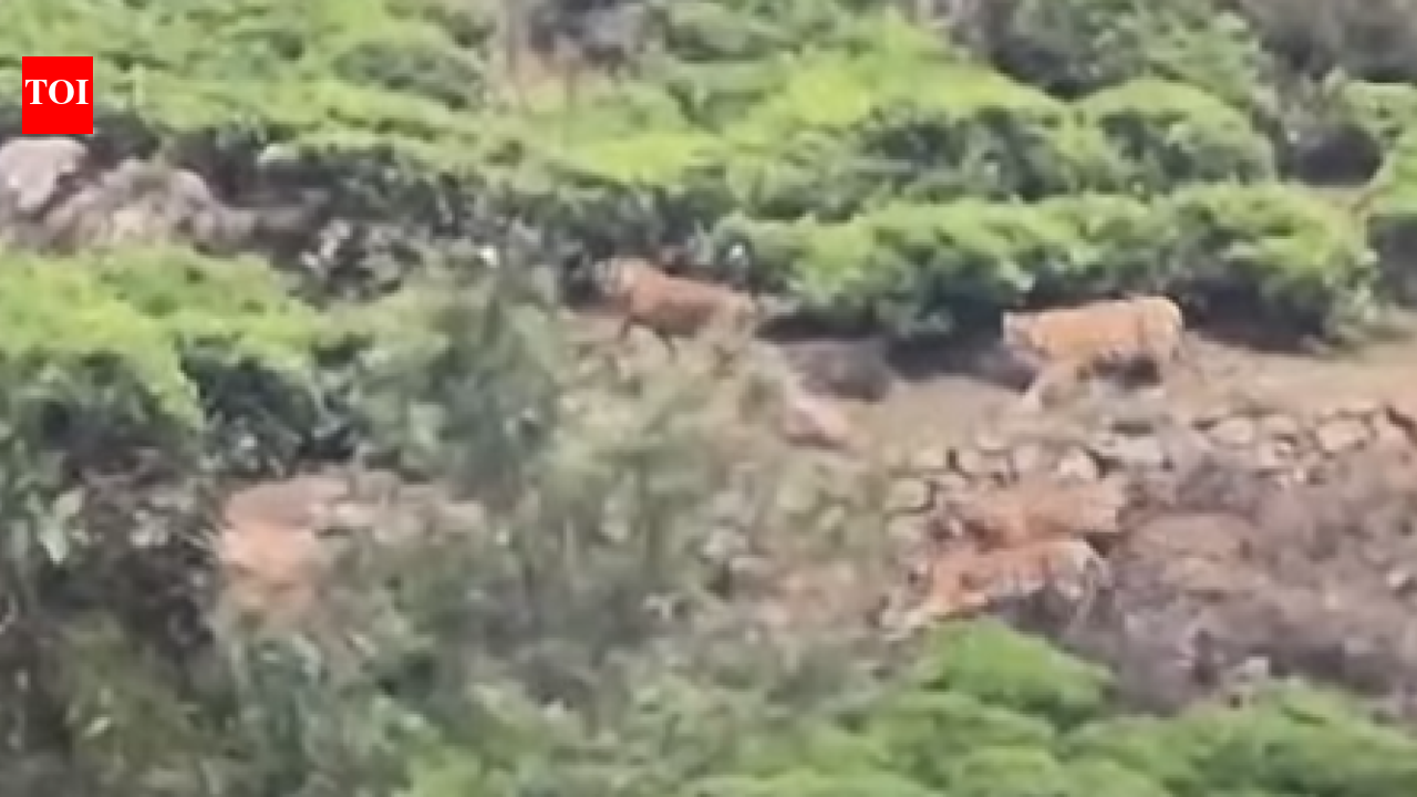 Four tigers found roaming in tea plantation near Ooty
