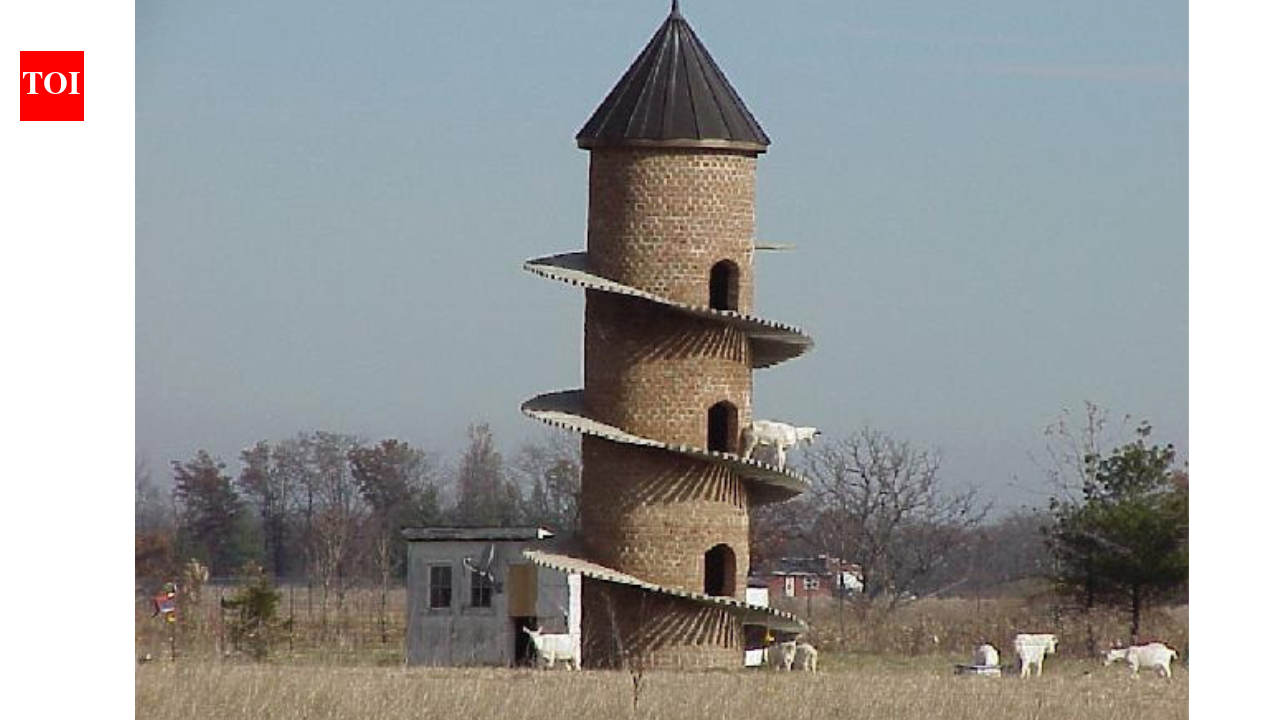 The GOAT tower: Why Illinois farmers built this 31-foot tower just for goats