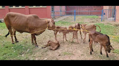 IVRI produces 5 Sahiwal calves in single IVF attempt