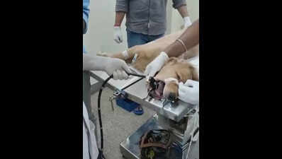 Jamshedpur golden retriever gets second lease of life at Kol clinic