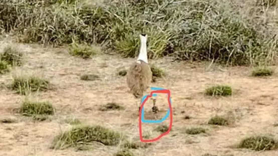 Badhai Ho! 1st Great Indian Bustard chick born in a decade in Gujarat