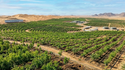 Saudi Arabia restores 1 million hectares of land, plants over 159 million trees under green initiative