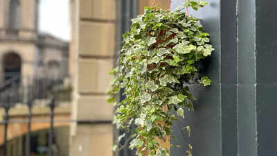 English ivy for indoor spaces: How this simple plant spreads rapidly, adapts easily, and remains a favourite houseplant