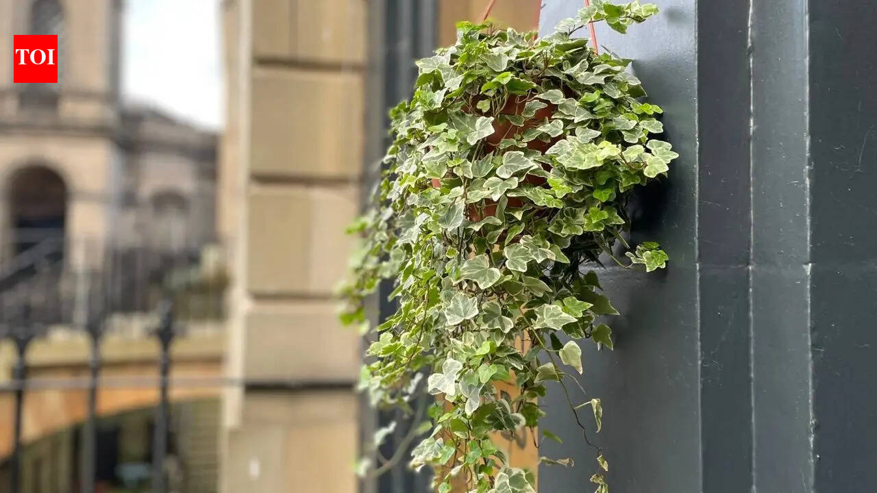English ivy for indoor spaces: How this simple plant spreads rapidly, adapts easily, and remains a favourite houseplant