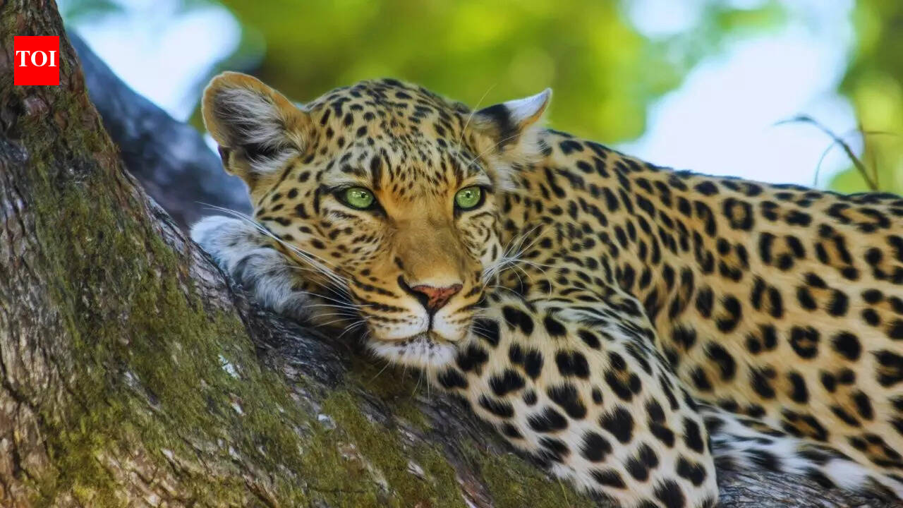 Night safaris and drone use in Jawai Leopard Reserve prohibited by Rajasthan high court beyond prescribed hours