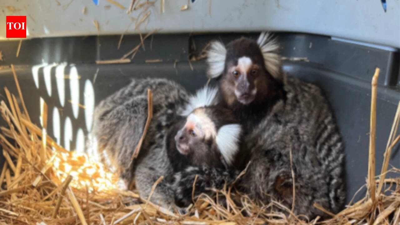 ‘The Monkey Whisperer’: Florida man arrested for illegal trading of exotic animals, fined $60,000