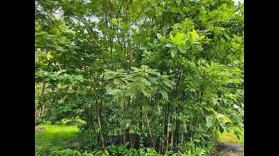 Batting for forests, Sachin-style in Katapady