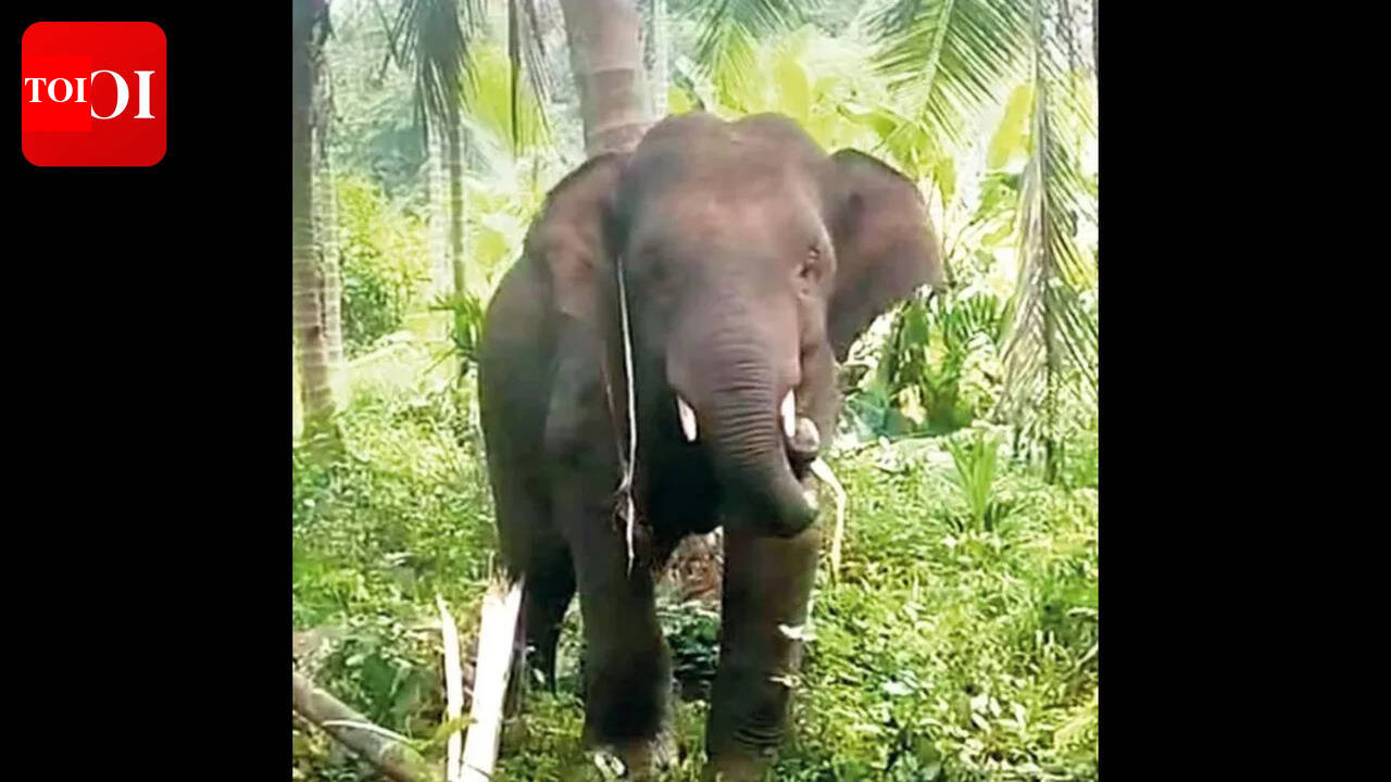 Omkar spotted near Goa border, forest dept teams on alert