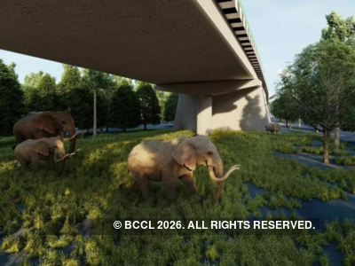 Wildlife actively use underpasses on Delhi-Doon economic corridor: Study