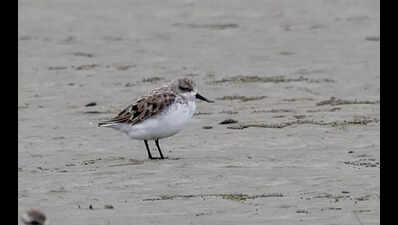 Critically endangered spoon-billed sandpiper clicked on beach near Bakkhali, 2nd photo record from Bengal