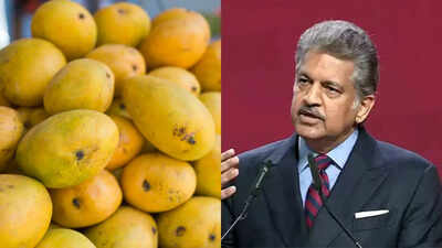 What is Sadabahar Mango and why Anand Mahindra is ready to support the Kota farmer who grows it
