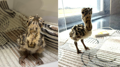 First Great Indian Bustard chick born via AI at Rajasthan's Ramdevra breeding centre