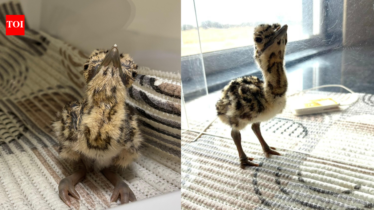 First Great Indian Bustard chick born via AI at Rajasthan's Ramdevra breeding centre