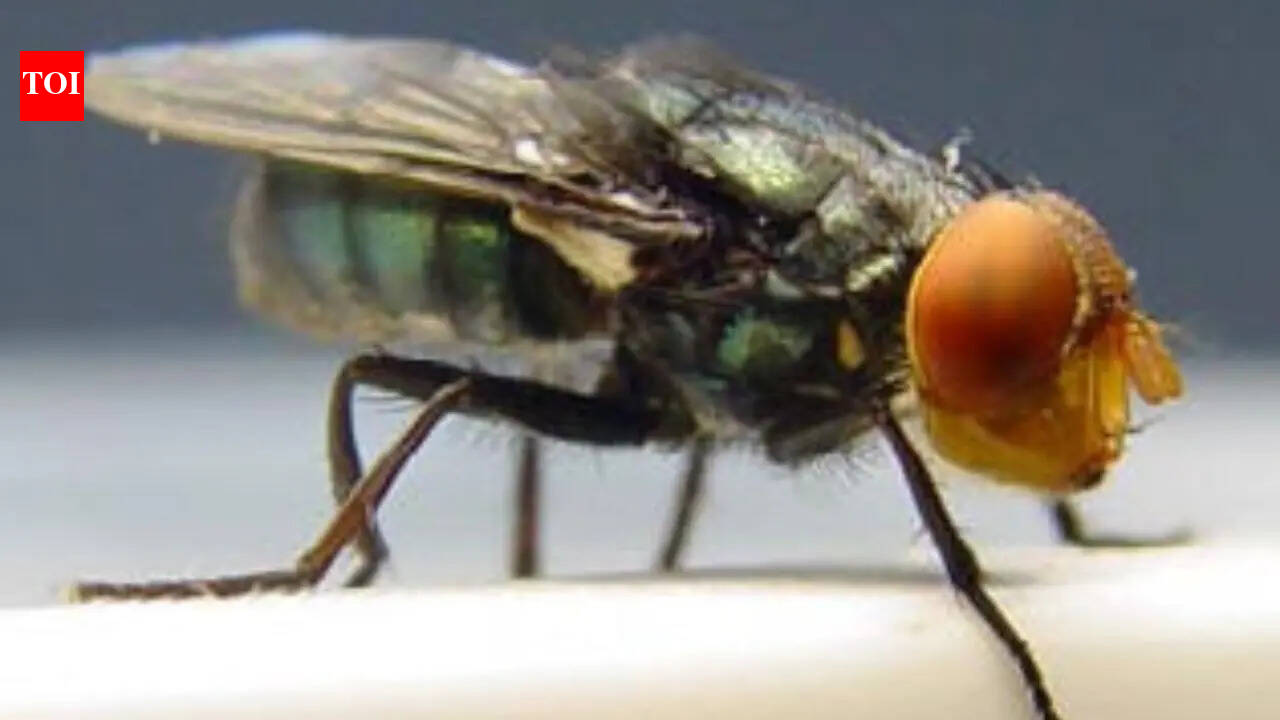 Flesh-eating fly threat in US: Could the screwworm return after decades of absence
