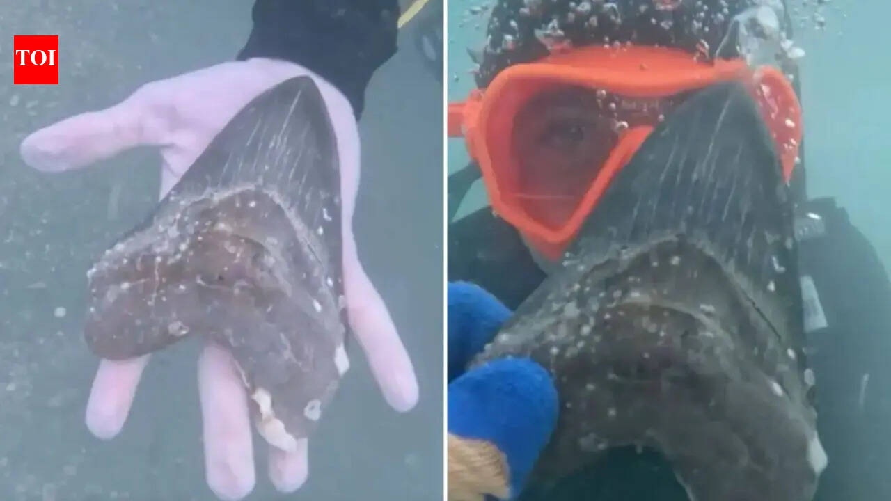 Teen’s casual dive at Manasota Key turns into a jaw-dropping find: 6-inch megalodon shark tooth discovered in Florida