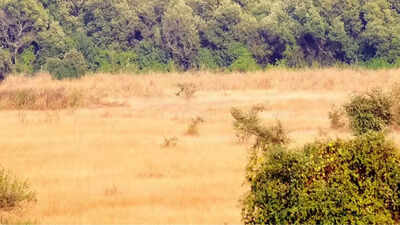 Maharashtra rolls out process for permanent transfer of Mundhwa land parcel to BSI