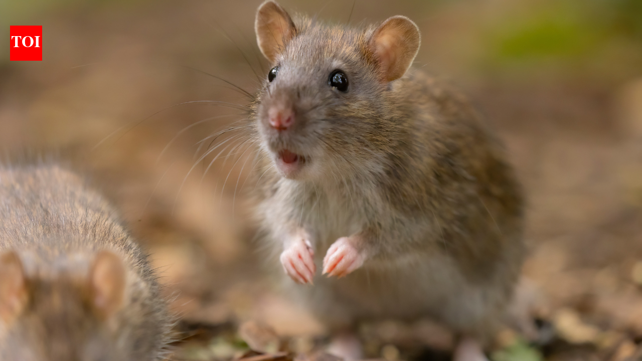 Can mice save astronauts on Mars? Scientists discover surprising fitness solution in space