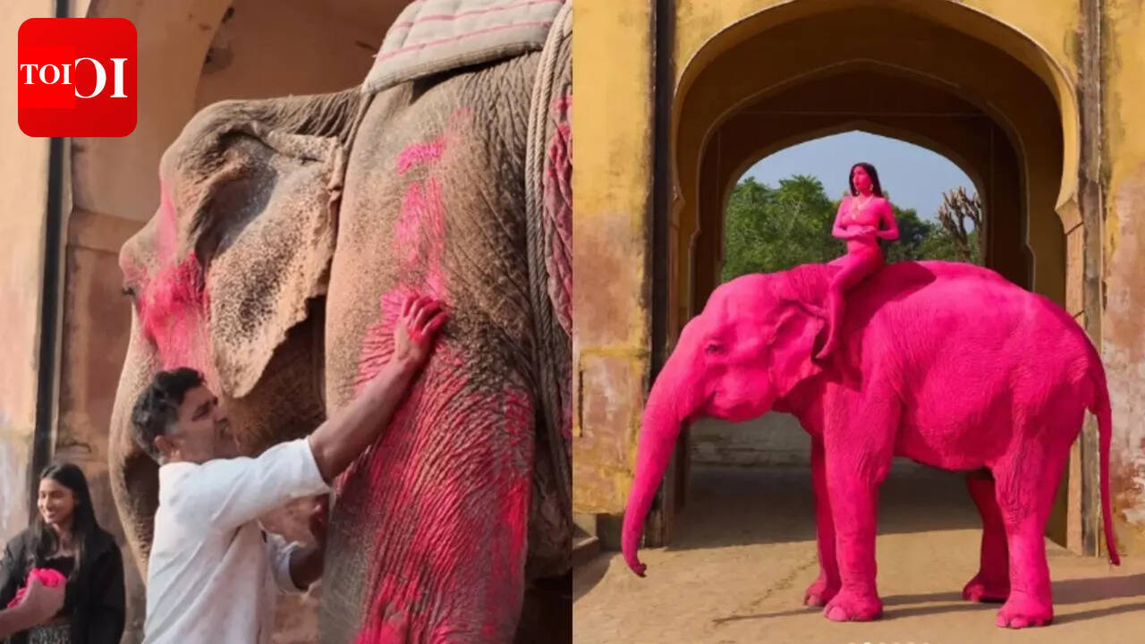 'STOP abusing animals': Russian photographer trolled in Jaipur for painting elephant pink for photoshoot