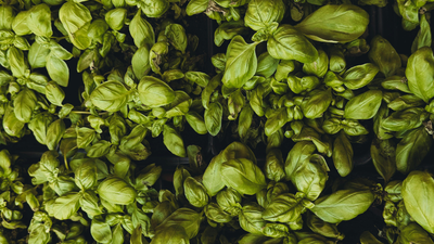 Which plants should not be grown near Tulsi and why adding salt could destroy it