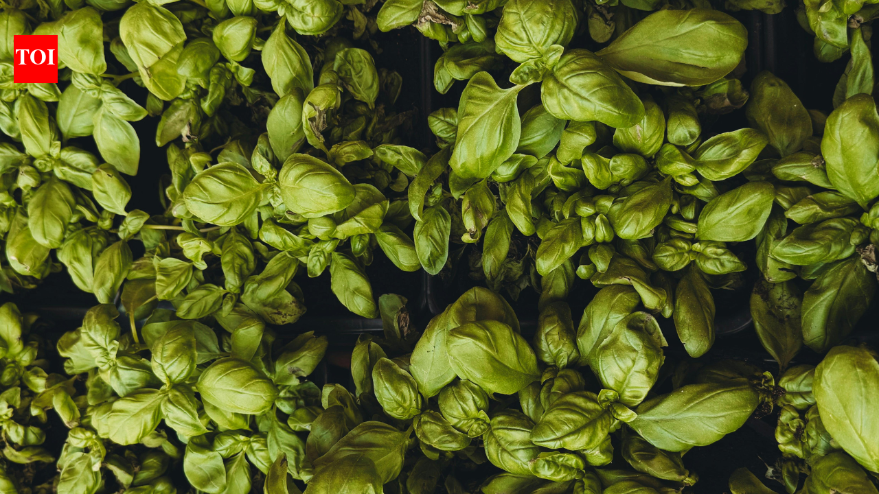 Which plants should not be grown near Tulsi and why adding salt could destroy it