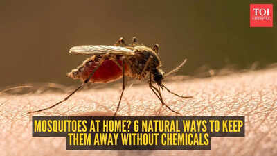Mosquitoes at home? 6 natural ways to keep them away without chemicals