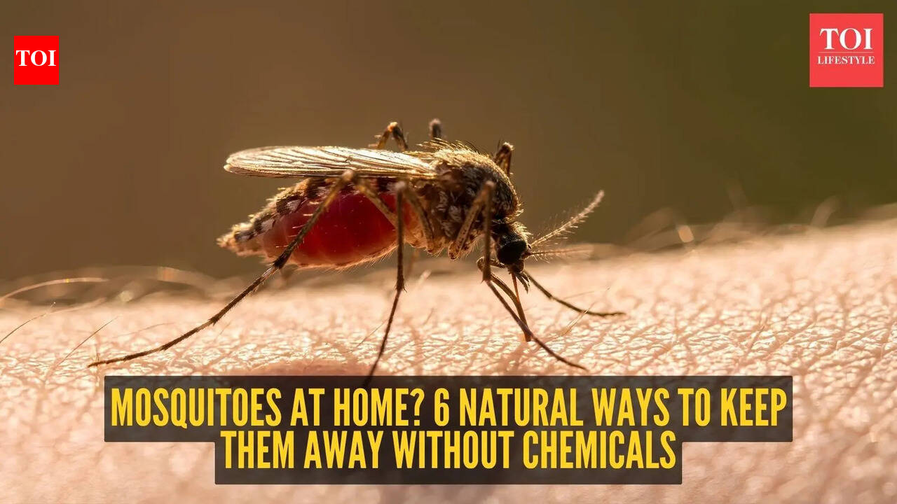 Mosquitoes at home? 6 natural ways to keep them away without chemicals