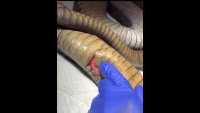 King cobra treated after deep abdominal injury