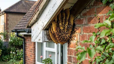 How to identify honey bee nest around home: What it looks like and where bees build it
