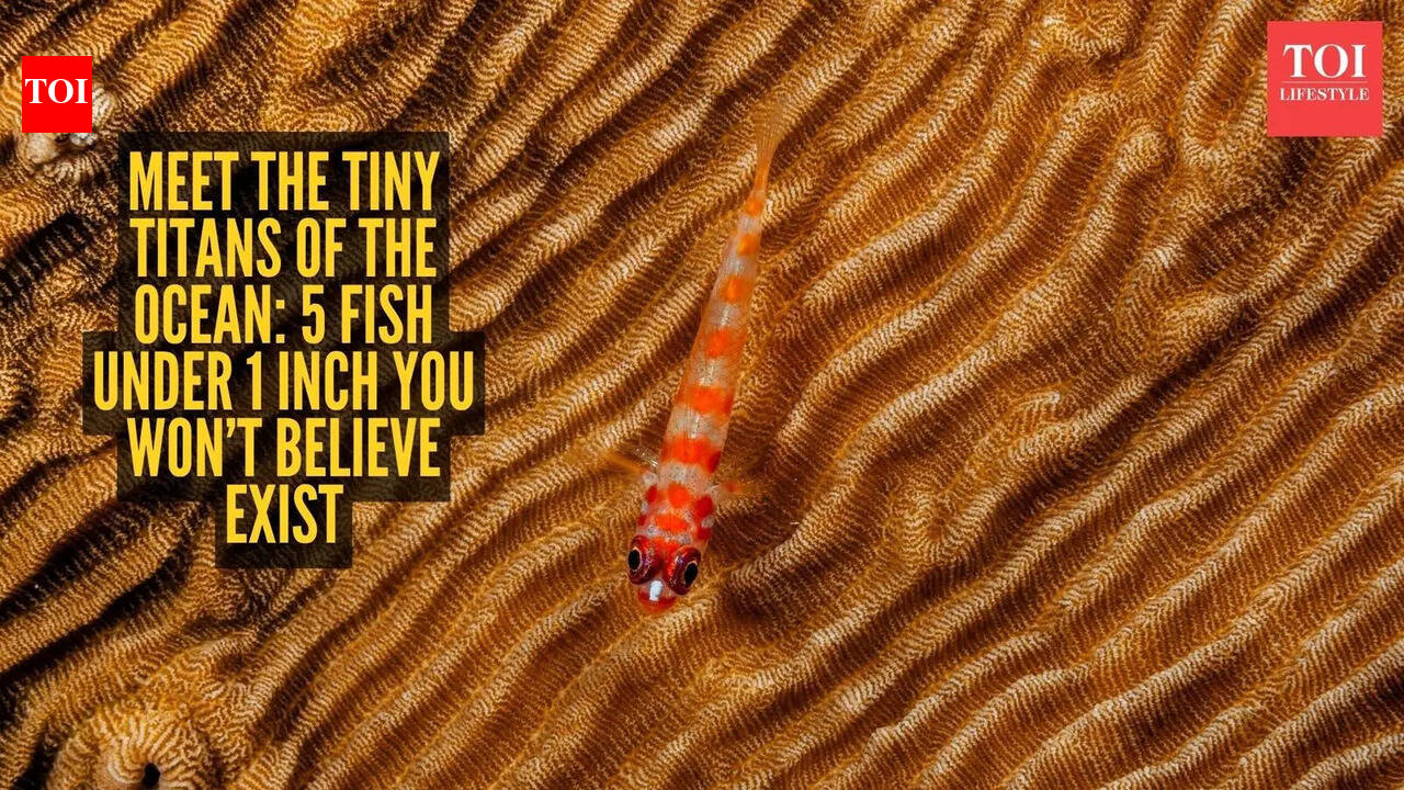 Meet the tiny titans of the ocean: 5 fish under 1 inch you won’t believe exist
