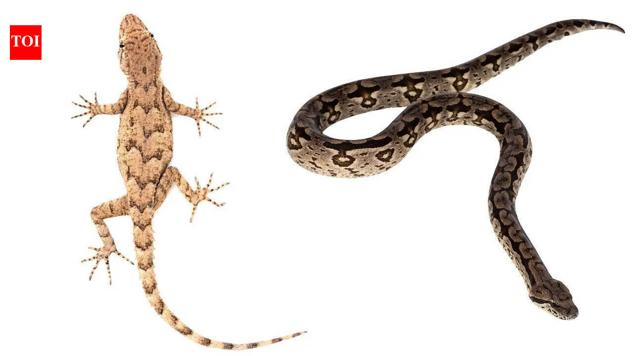 Are snakes and lizards secretly related: The surprising truth explained