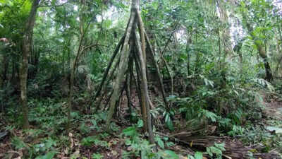 ‘The walking tree’: How this Amazon tree fooled the world into believing it moves