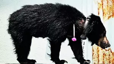 Sloth bear enters airport in Karnataka’s Shivamogga after 50-km trek in 24 hours, captured