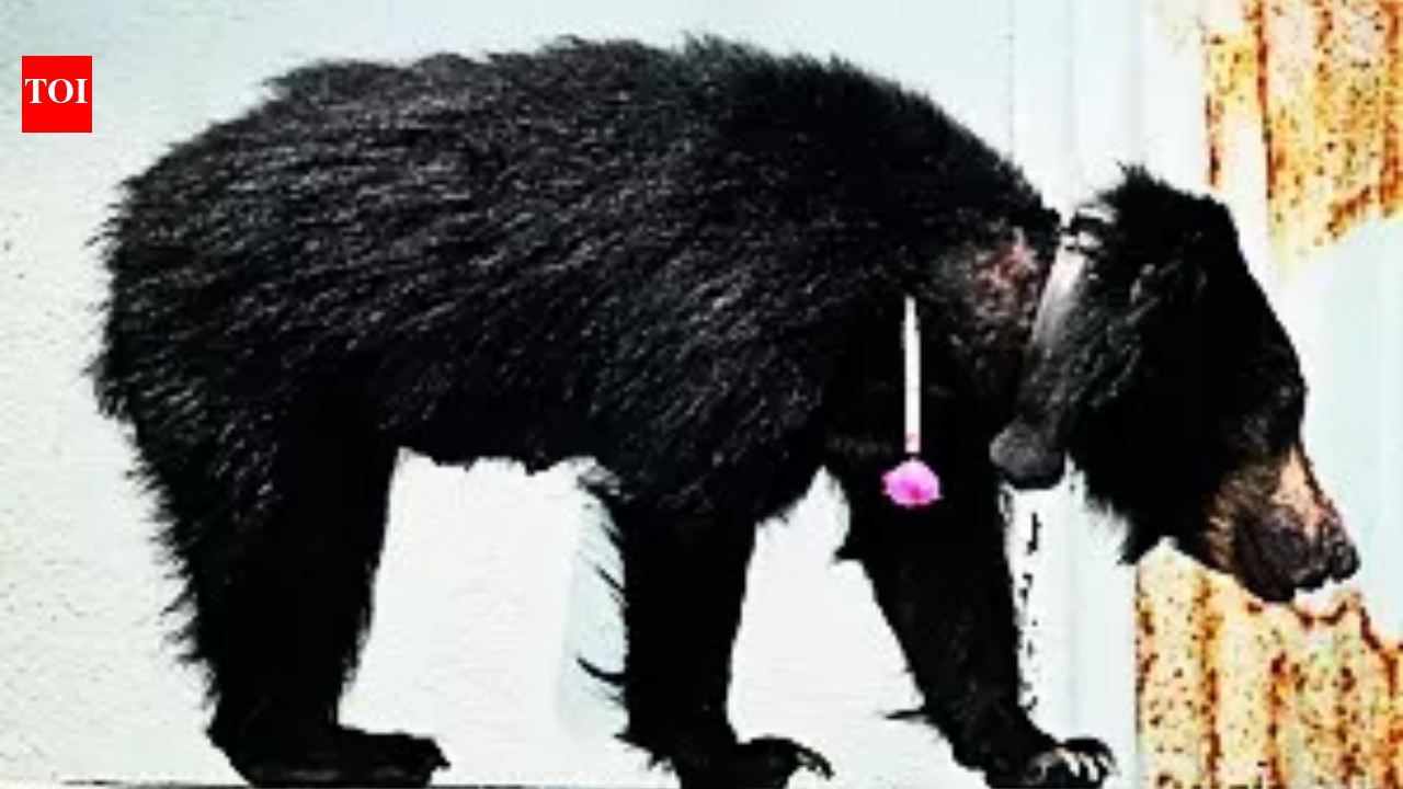 Sloth bear enters airport in Karnataka’s Shivamogga after 50-km trek in 24 hours, captured