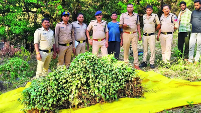 Radio-collared tiger killed as it brought its trackers close to illegal opium field in Madhya Pradesh