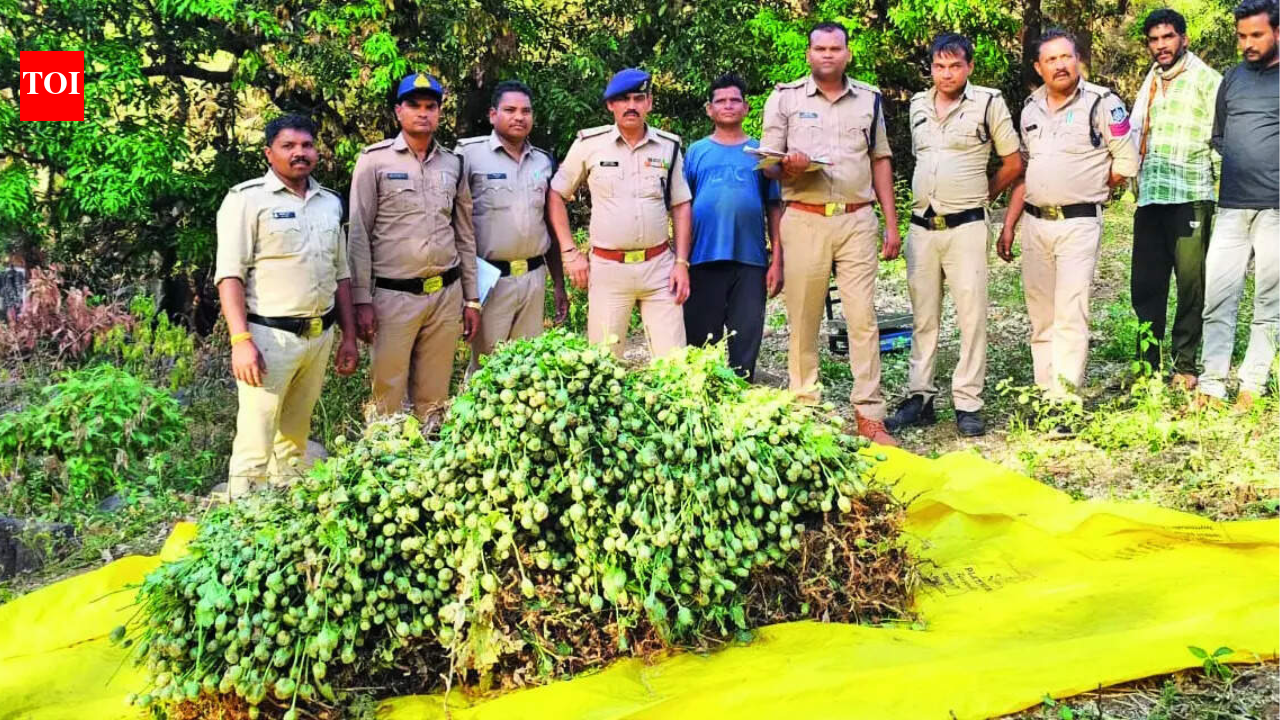 Collared tiger killed to protect 'secret' opium farm in MP