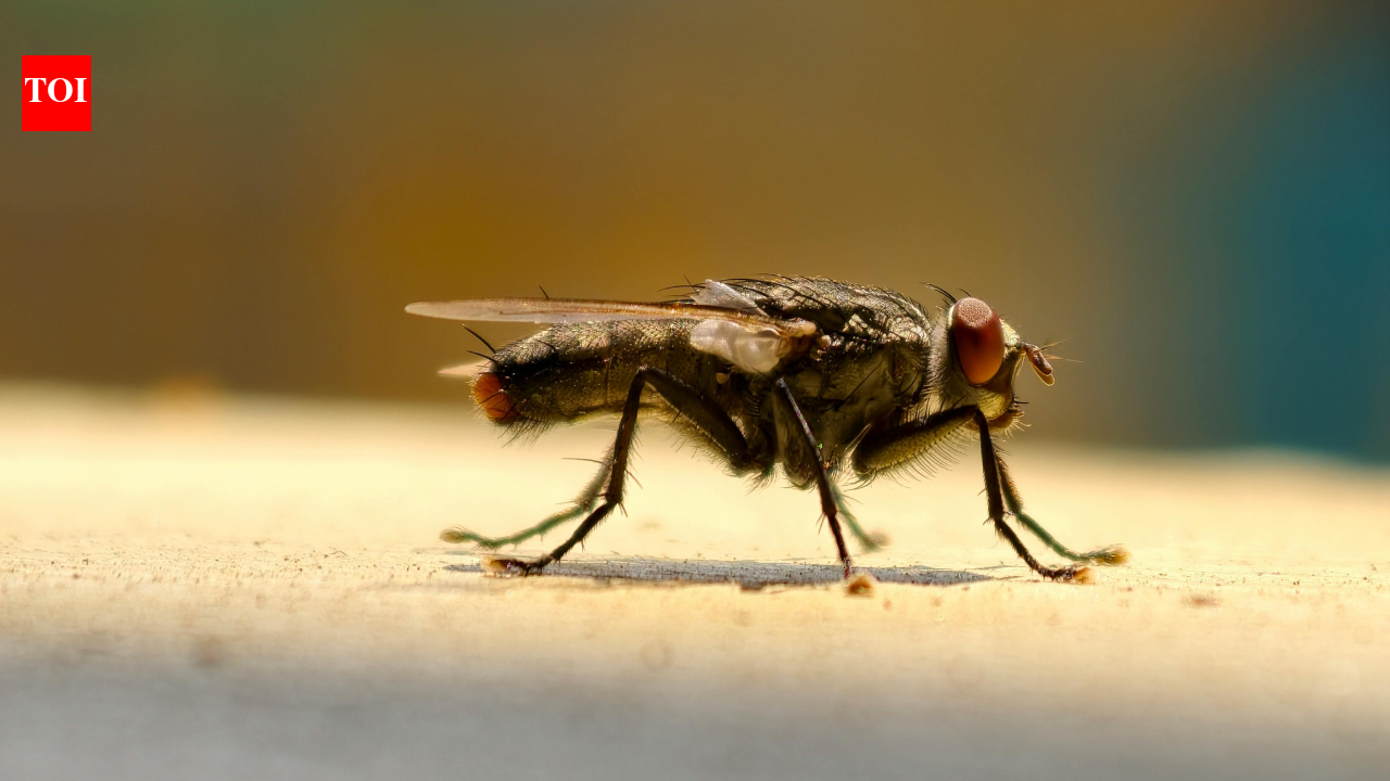 Get rid of flies instantly with this simple kitchen hack | – The Times of India