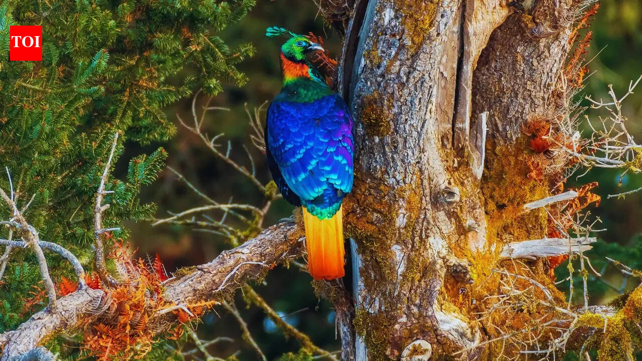 India’s rarest state birds – places you can still see them