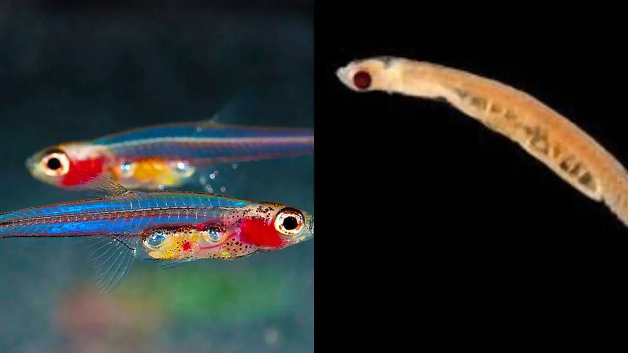Tiny But Mighty: 5 Ocean Fish So Small You’ll Barely Notice Them