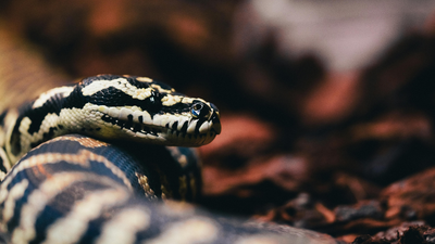 6 reasons a headless snake can still bite and move