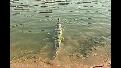 Forest dept releases 12 transmitter-tagged gharials in Satkosia