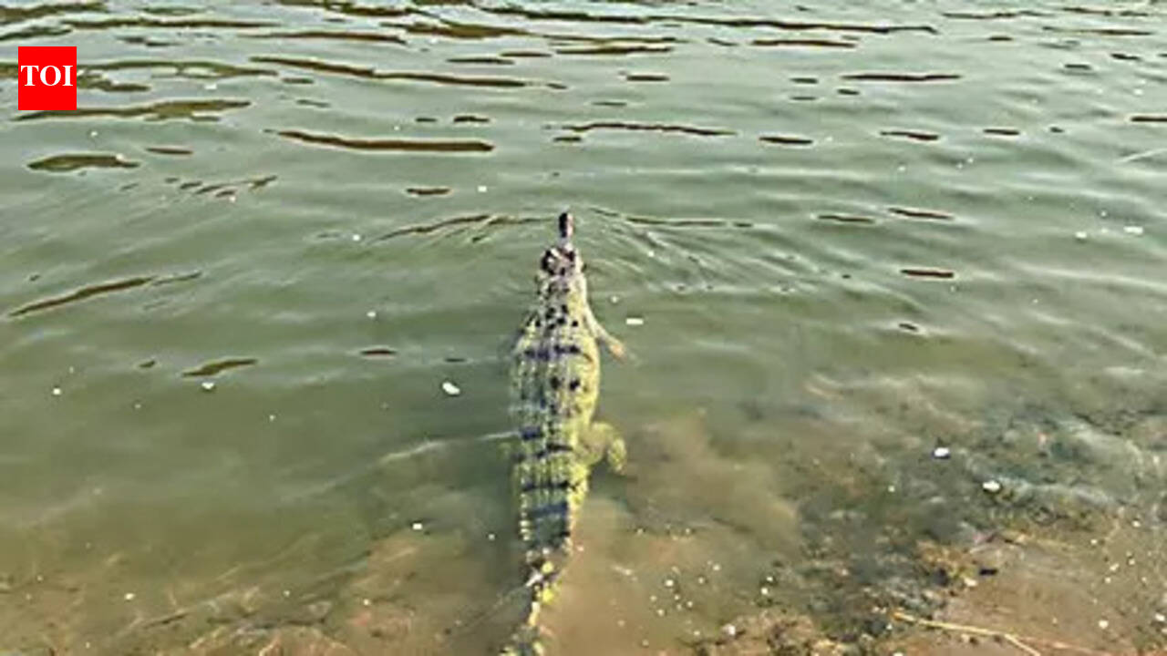 Forest dept releases 12 transmitter-tagged gharials in Satkosia